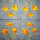 035 Calla - 3-ply